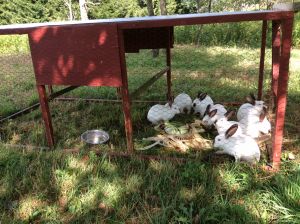 Pasture Raised Rabbit