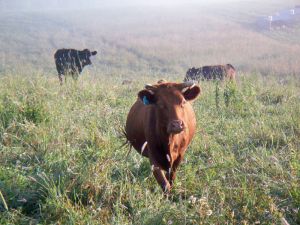 100% Grass-Fed Organic Beef